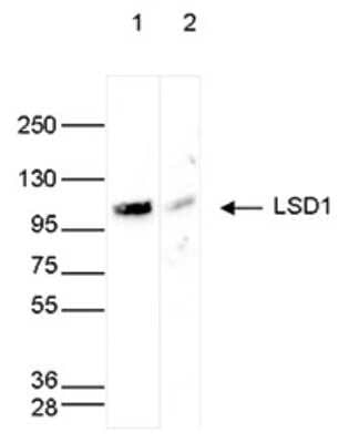 Western Blot: LSD1 Antibody [NBP3-18670] - Figure 2. Western blot analysis using the antibody directed against LSD1 Whole cell extracts (40 ug) from HeLa cells transfected with LSD1 siRNA (lane 2) and from an untransfected control (lane 1) were analysed by Western blot using the antibody against LSD1 diluted 1:1,000 in TBS-Tween containing 5% skimmed milk. The position of the protein of interest is indicated on the right; the marker (in kDa) is shown on the left.